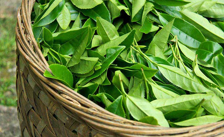 Lá trà xanh có tác dụng làm giảm ngứa ngáy, kháng khuẩn rất tốt